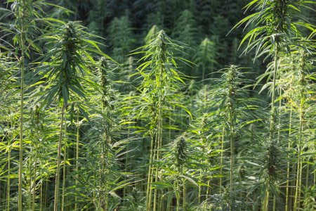 Téléchargez les photos : Ganja détail de champ avec des plantes de cannabis - en image libre de droit