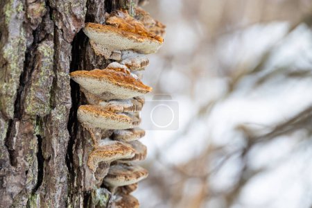 Téléchargez les photos : Champignons polypores sur arbre avec forêt d'hiver sur fond - en image libre de droit