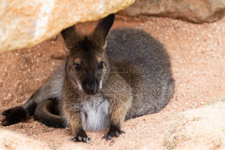Téléchargez les photos : Petit kangourou caché sous les pierres - en image libre de droit