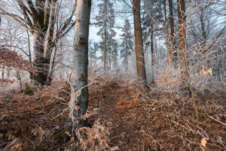 Photo for Evening forest in winter or late autumn  - wide ngle view - Royalty Free Image