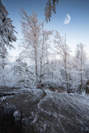 Téléchargez les photos : Forêt gelée avec lune sur le ciel du soir - en image libre de droit