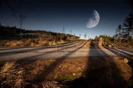 Foto de Paisaje nocturno con largas sombras de árboles en el camino y luna en el cielo nocturno en el fondo - Imagen libre de derechos