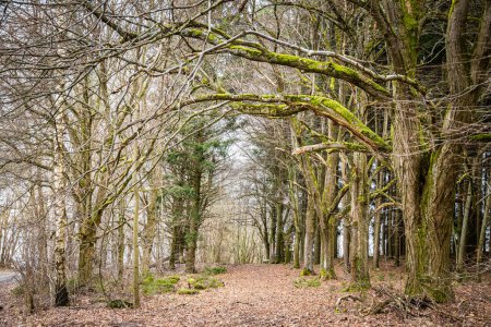 Téléchargez les photos : Chemin couvert de feuilles tombées et de vieux arbres recouverts de mousse sur les côtés - parc vide - en image libre de droit