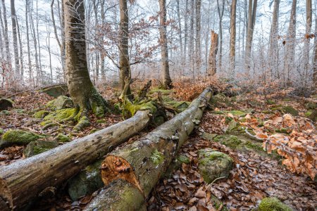 Téléchargez les photos : Froid d'automne dans la forêt avec vieux tronc d'arbre sur le sol, vue grand angle - en image libre de droit