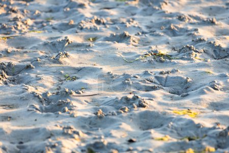Detalle de la costa de marea baja al atardecer, huellas de animales en la arena - Grado, Italia