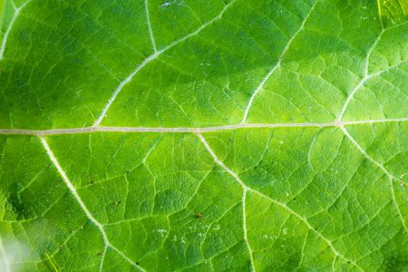 Greater burdock - green leaf detail