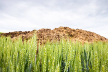 Fresh wheat plants with pile of manure and sky on background