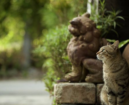 Eine gestromte Katze sitzt neben einer Shisa-Statue in Okinawa, Japan. Vorsätzliche Unschärfe des Hintergrunds.