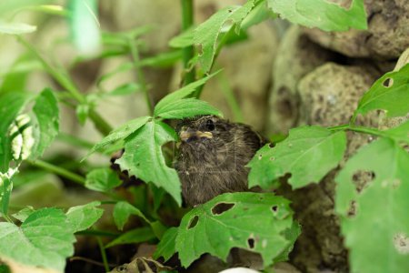 Photo for Small recently fledged sparrow sitting near bush with green leaves and stones. Feathered house sparrow with a dirty beak in cobweb against backdrop of nature on summer day. Close up of sparrow chick - Royalty Free Image