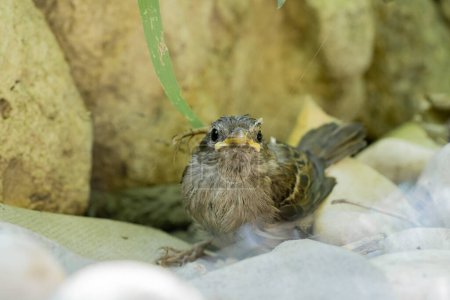 Photo for Small recently fledged sparrow sitting against backdrop of stones and looking in camera. Feathered house sparrow with dirty beak in cobweb against the backdrop of nature on a summer day. Close up of - Royalty Free Image