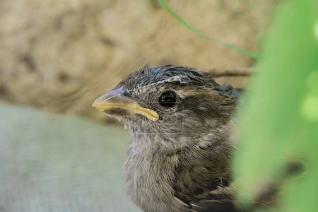 Photo for Macro shot of small fluffy sparrow with dirty beak in cobweb. Fledged brown nestling of house sparrow on nature background on summer day. A detailed shot of the beak, feathers and eye of a baby bird - Royalty Free Image