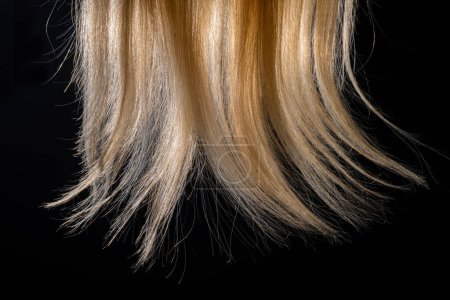 Photo for Natural curl of white hair illuminated on black isolated studio background. Tips of female smooth combed blond hair. Macro shot of a long strand of healthy bleached hair. Womens synthetic wig - Royalty Free Image