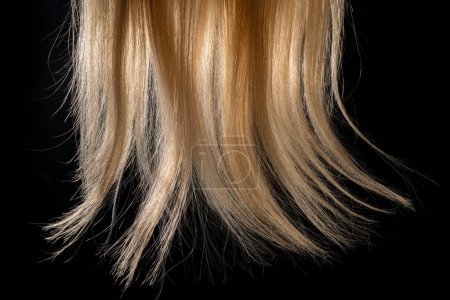 Foto de Curl natural de pelo blanco iluminado sobre fondo de estudio aislado negro. Puntas de cabello rubio peinado liso femenino. Macro shot de una larga hebra de cabello blanqueado saludable. Peluca sintética para mujer - Imagen libre de derechos