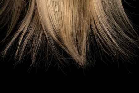 Photo for Natural curl of white hair illuminated on black isolated studio background. Tips of female smooth combed blond hair. Macro shot of a long strand of healthy bleached hair. Womens synthetic wig - Royalty Free Image