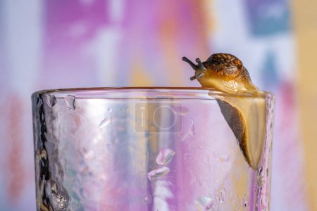Photo for Large brown slug crawling on a transparent wet glass beaker. Spotted snail without a shell. Close up soft slippery slug with upper optical and lower sensory tentacles. Agricultural pest. Invasive - Royalty Free Image