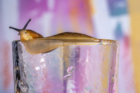 Photo for Brown wet clam slug crawling on a glass beaker and secreting mucus. A large slippery snail without a shell indoors. Close up of a spotted large garden slug. Natural animal background - Royalty Free Image