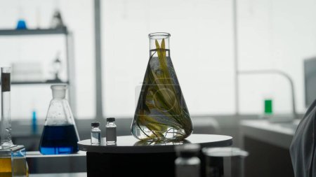 Foto de Una planta en un matraz Erlenmeyer para un experimento sobre la mesa sobre un fondo borroso de laboratorio de cerca. Experimento científico - Imagen libre de derechos