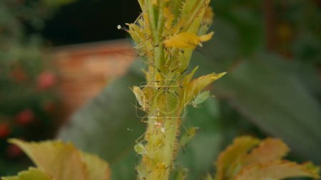 Téléchargez les photos : Insecte ravageur puceron vert sur une tige de rose. Parasite des scarabées verts. Macro shot. Ravageurs des roses - en image libre de droit