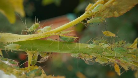 Téléchargez les photos : Les pucerons verts endommagent la plante. Colonie de ravageurs sur la tige et les feuilles d'une rose. Macro shot - en image libre de droit
