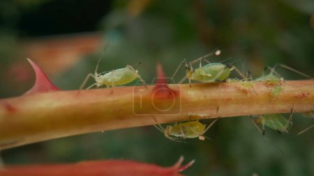 Photo for Insect pest, green aphid on a rose stem. Green beetle parasitic, aphid. Pests damage the plant and spread diseases. Macro shooting - Royalty Free Image