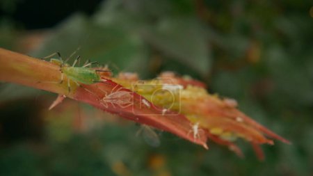 Téléchargez les photos : Les pucerons des insectes, adultes et petits individus, nuisent à la jeune pousse d'une rose. Concentration floue. Prise de vue macro - en image libre de droit