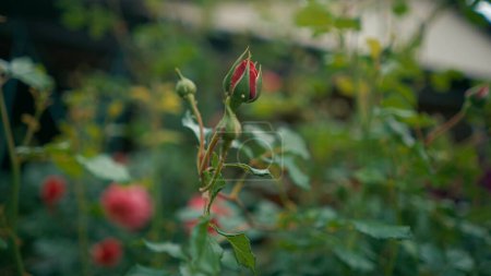 Téléchargez les photos : Bourgeon de rose rouge non ouvert fermer. Insectes nuisibles sur le bourgeon. Floriculture, culture de fleurs, concept de soins des plantes - en image libre de droit