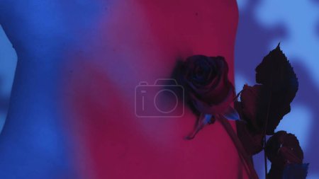Téléchargez les photos : Les femelles minces de la taille en vue rapprochée étant délicatement touchées et caressées à travers le corps avec une fleur de rose rouge. Jeu de couleurs néon rose et bleu, fond couvert d'ombres douces. - en image libre de droit