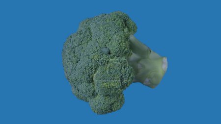 Photo for Healthy eating fruits and vegetables creative concept. Vegetable against colored screen. Closeup studio shot of green broccoli plant isolated on blue background. - Royalty Free Image