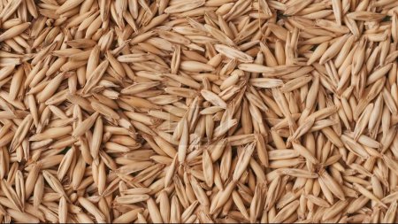 Photo for Closeup shot of many dried wheat grains background. Advertising area, template. Space to insert advertisement object. Creative abstract concept. - Royalty Free Image