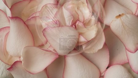 Photo for Closeup shot of many rose petals and soap bubbles background. Advertising area, template. Space to insert advertisement object. Creative abstract concept. - Royalty Free Image