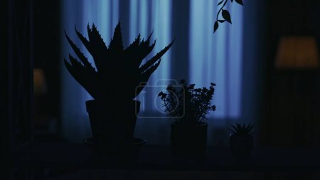 Téléchargez les photos : Portrait de silhouette féminine dans l'appartement sombre. La vie quotidienne concept créatif. Gros plan des plantes de fleurs pots debout sur l'étagère. Vie quotidienne concept créatif. - en image libre de droit