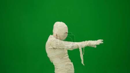Photo for Green screen isolated chroma key side view photo capturing a mummy outstretching its arms and as if its trying to scare. Medium size. Mock up, workspace for your promotion clip or advertisement. - Royalty Free Image