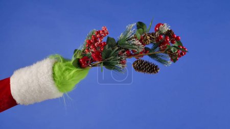 Foto de La mano de pelo verde Grinchs sostiene una rama decorativa de abeto con piñas y bayas rojas. Robador de regalos Cosplay. Concepto de celebración de Navidad y Año Nuevo. Pantalla azul, croma key - Imagen libre de derechos