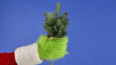 Photo for The Grinchs green haired hands hold a small snow covered Christmas tree on a blue isolated background. Gift Snatcher Cosplay. Christmas and New Year celebration concept. Blue screen, chroma key - Royalty Free Image
