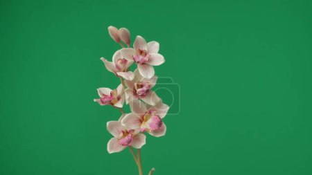 Photo for A close up shot of a snapped sprig of an orchid on a green background shows many pink and white flowers on one sprig, it is alone in the frame, turned to the camera. Medium frame. - Royalty Free Image