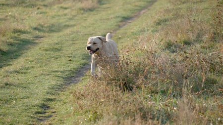 Photo for Portrait of a golden Labrador retriever dog walking in a field. A pet walking - Royalty Free Image