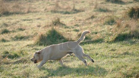 Foto de Paseando enérgico perro, golden Labrador retriever en el prado de otoño, en hierba verde y seca. Mascotas disfrutando de libertad de cerca - Imagen libre de derechos