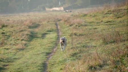Foto de Retrato de un Labrador dorado corriendo a lo largo de un camino de campo de caída. Hierba verde y seca con árboles en el fondo - Imagen libre de derechos
