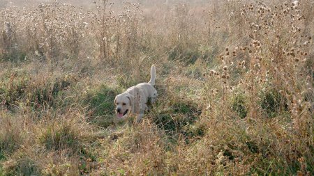 Photo for Portrait of a pedigree golden Labrador retriever walking in tall thickets of dry grass close up. A pet on a walk on a foggy autumn day - Royalty Free Image