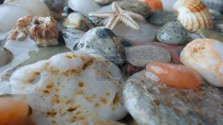 Téléchargez les photos : Macro tourné sur le fond de la mer. Belles pierres multicolores, étoiles de mer et coquillages éparpillés sur le rivage et recouverts d'eau de mer - en image libre de droit