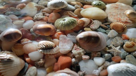 Photo for Sea and ocean life creative advertisement concept. Close up shot of sea bed background. Beautiful colorful stones seashells under water, wave rippling over, sunlight shines through surface - Royalty Free Image