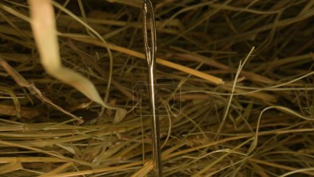Foto de El primer plano de la aguja en el pajar. Macro fotografía - Imagen libre de derechos