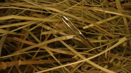 Foto de El primer plano de la aguja en el pajar. Macro fotografía - Imagen libre de derechos
