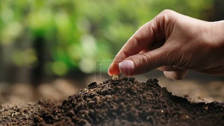 Photo for Agriculture eco friendly farming concept. Gardener putting seed in the ground against green plants. A woman farmer hand plants pea seeds in a soil mound, preparation for the spring season, organic - Royalty Free Image