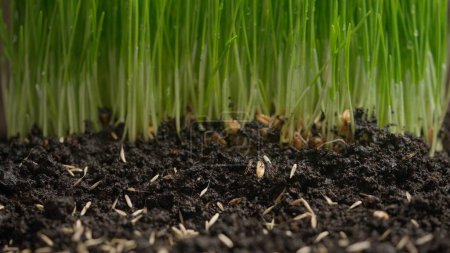 Agriculture eco friendly farming concept. Gardener putting seeds in the ground. Wheat seeds planting sowing in the soil against grass sprouts, spring organic farming and gardening.