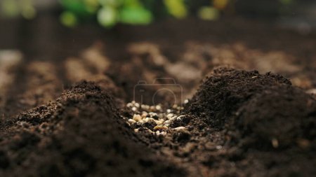 Photo for Agriculture an ecological concept of farming. Wheat or barley seeds lying on the soil, preparation for the spring season, organic farming and gardening - Royalty Free Image