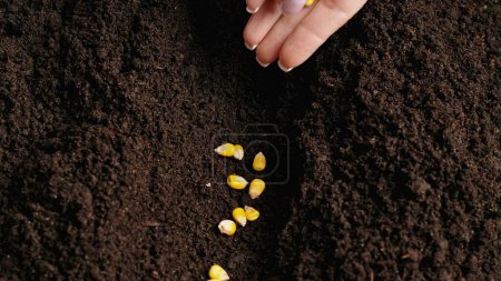 Photo for Agriculture eco friendly farming concept. Gardener putting seeds in the ground. Woman farmer hand planting sowing corn seeds in soil preparation for spring season, organic farming and gardening. - Royalty Free Image