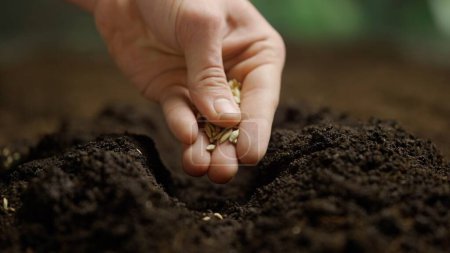 Photo for Agriculture eco friendly farming concept. Gardener putting seeds in the ground. Man farmer hands planting sowing seed in soil preparation for spring season, organic farming and gardening. - Royalty Free Image