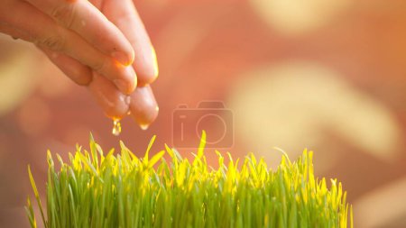 Photo for Agriculture eco friendly farming concept. Gardener watering plants in the ground. Man farmer hands watering fresh green grass sprouts, pouring water, spring season organic farming and gardening. - Royalty Free Image
