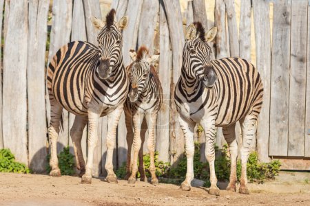 Photo for Black and white striped animal Zebra - Equus. - Royalty Free Image